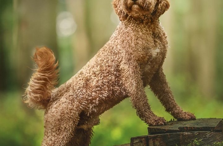 Goldendoodles Calendar 2027