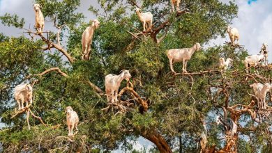 Goats In Trees Calendar 2027