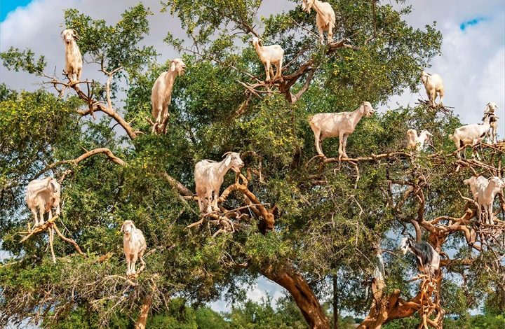 Goats In Trees Calendar 2027