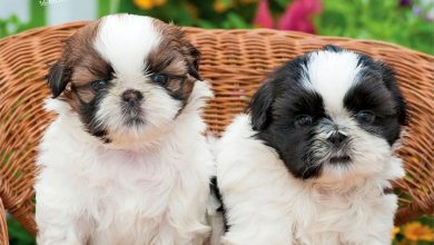 Shih Tzu Puppies Calendar 2027