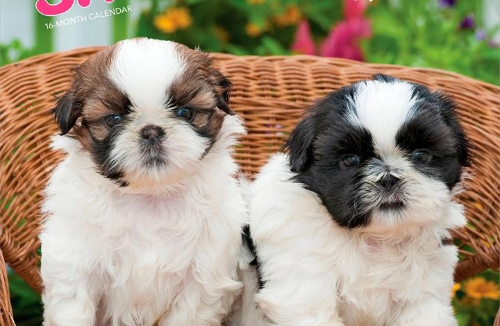 Shih Tzu Puppies Calendar 2027