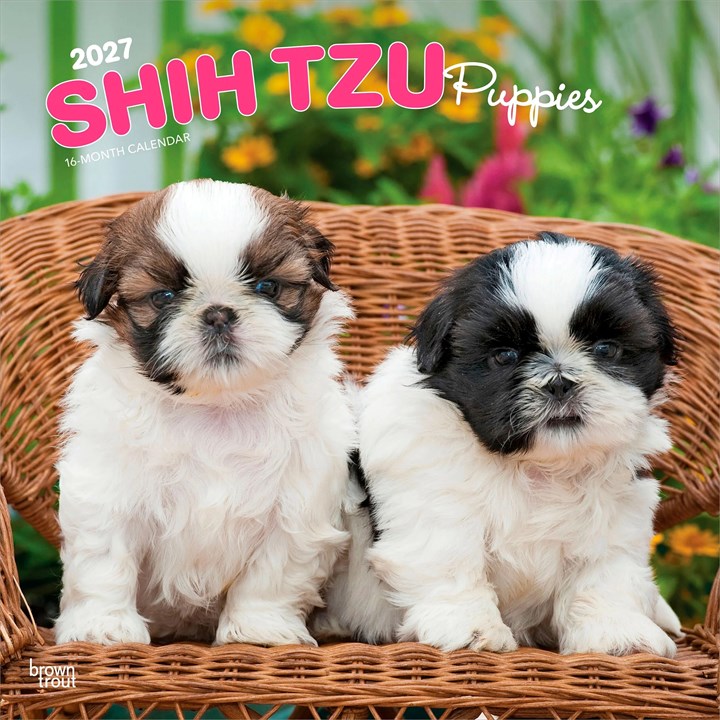 Shih Tzu Puppies Calendar 2027