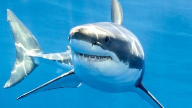 Sharks Calendar 2027