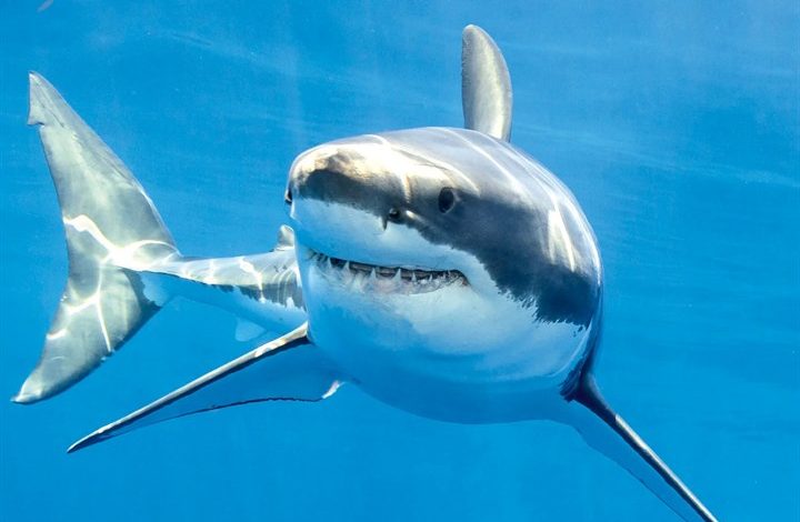 Sharks Calendar 2027