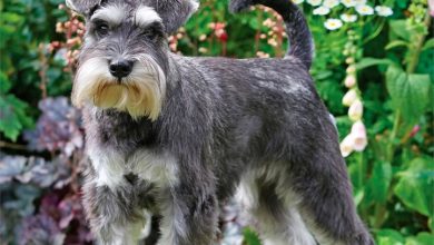 Miniature Schnauzers Calendar 2027