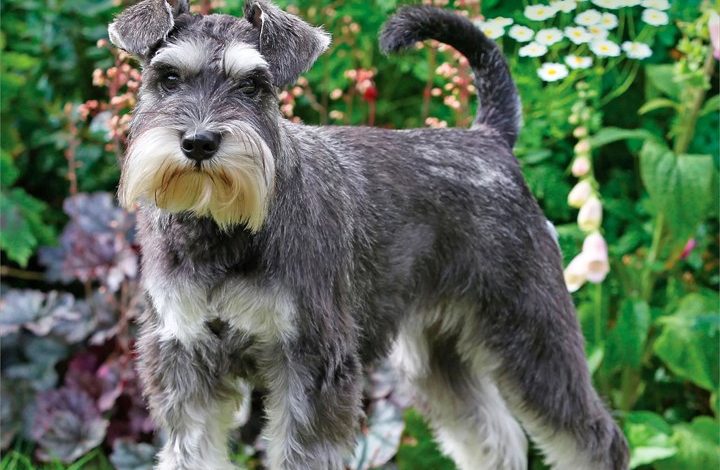 Miniature Schnauzers Calendar 2027