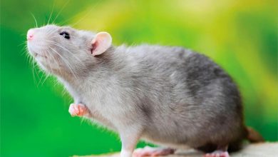 Rats Calendar 2027