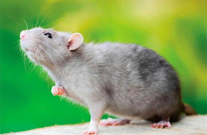 Rats Calendar 2027