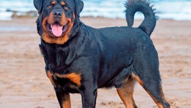 Rottweilers Calendar 2027