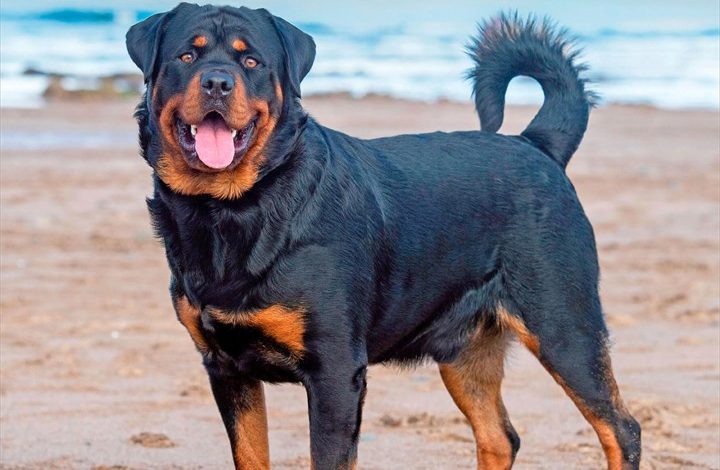 Rottweilers Calendar 2027