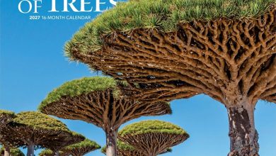 The Majesty of Trees Calendar 2027