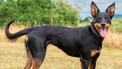 Australian Kelpies Calendar 2027