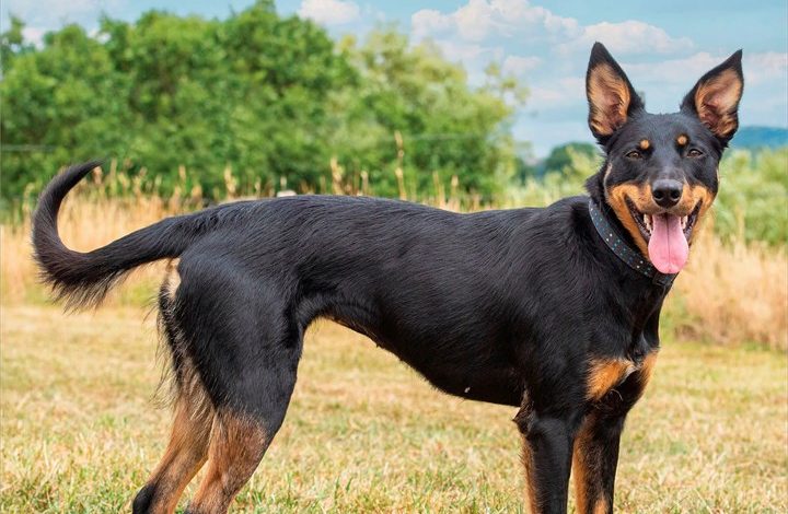 Australian Kelpies Calendar 2027