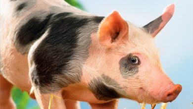 Piglets Calendar 2027