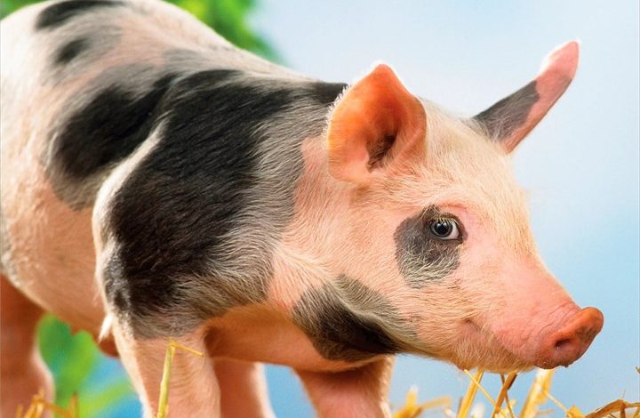 Piglets Calendar 2027