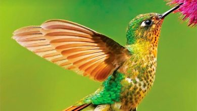 Hummingbirds Calendar 2027