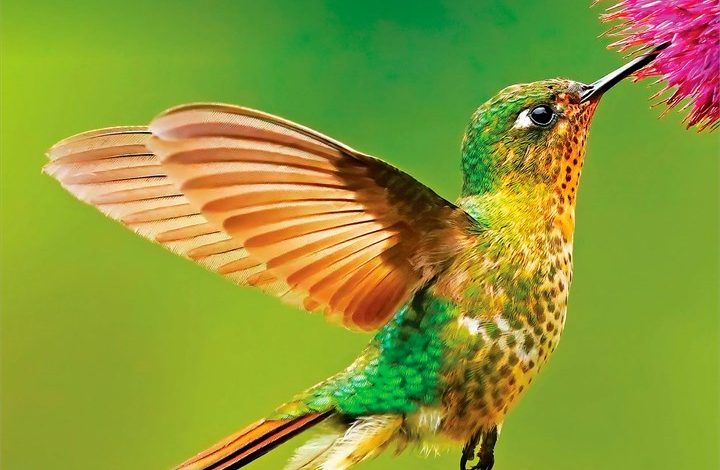 Hummingbirds Calendar 2027