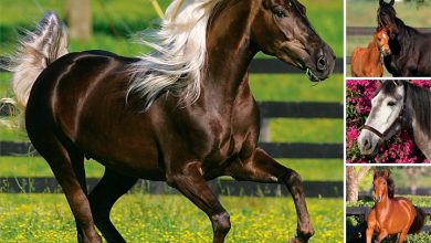 365 Days Of Horses Calendar 2027