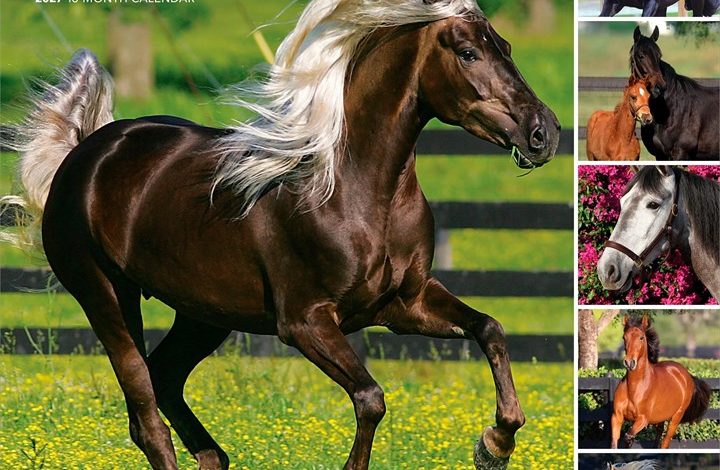 365 Days Of Horses Calendar 2027