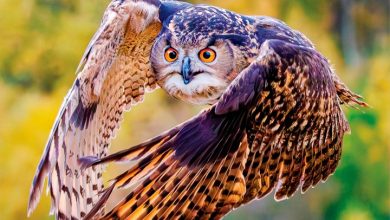Owls Calendar 2027