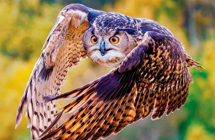 Owls Calendar 2027