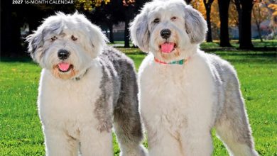 Old English Sheepdogs Calendar 2027