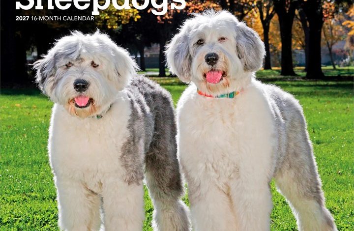 Old English Sheepdogs Calendar 2027