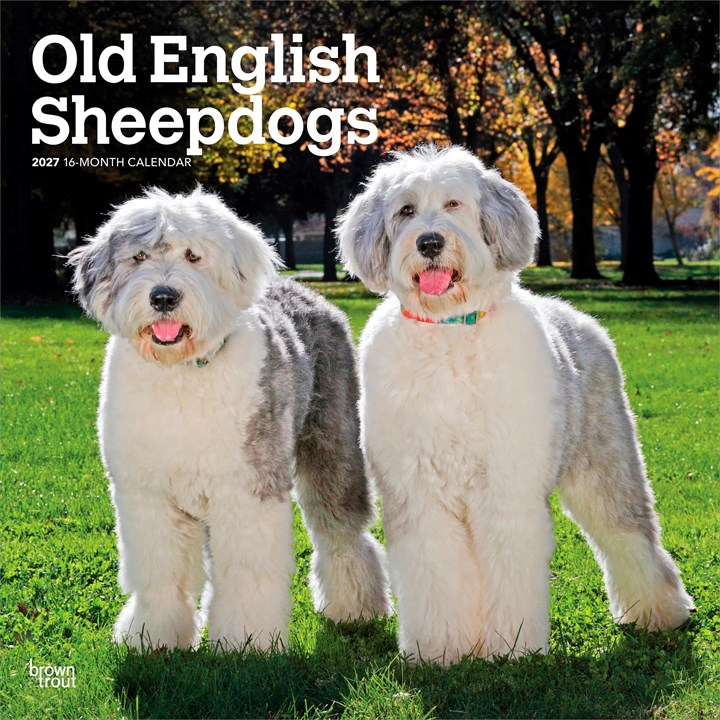 Old English Sheepdogs Calendar 2027