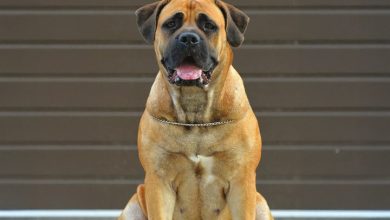 Mastiffs Calendar 2027