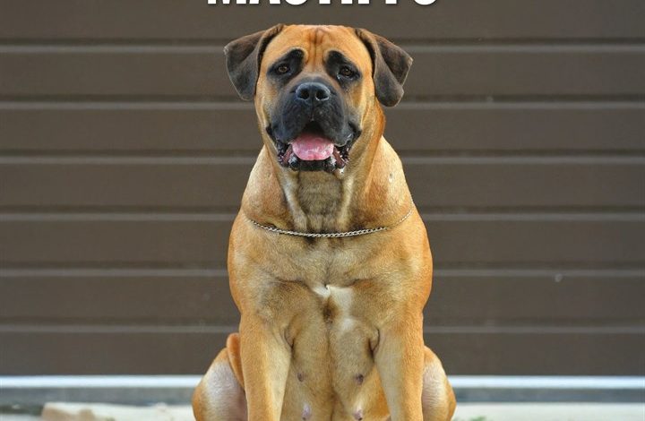 Mastiffs Calendar 2027