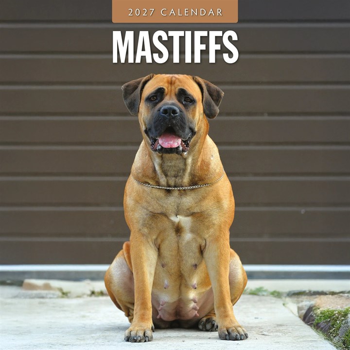 Mastiffs Calendar 2027