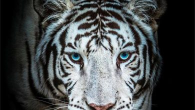 White Tigers Calendar 2027