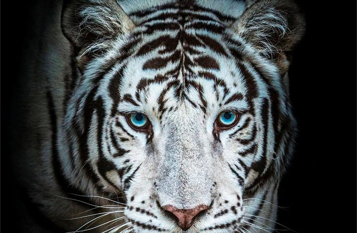 White Tigers Calendar 2027