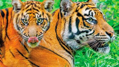 Tigers Calendar 2027