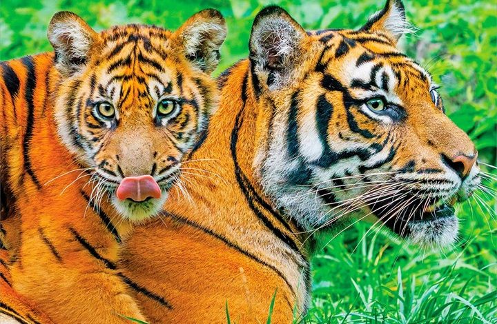 Tigers Calendar 2027