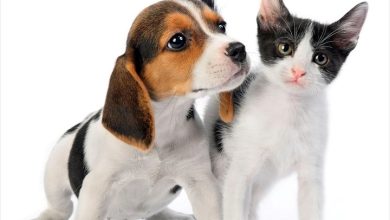 Kittens & Puppies Calendar 2027