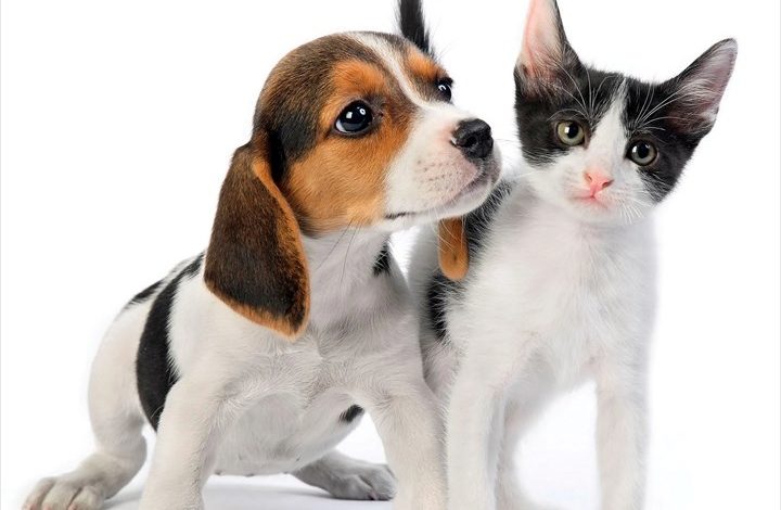 Kittens & Puppies Calendar 2027