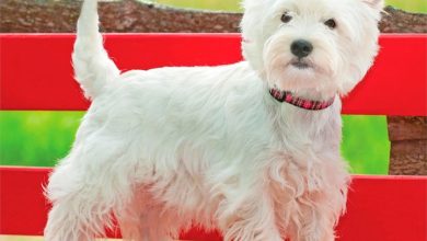 Westies Calendar 2027