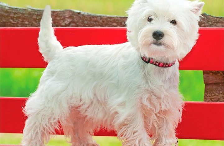 Westies Calendar 2027