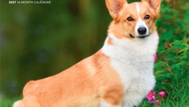 Pembroke Welsh Corgis Calendar 2027