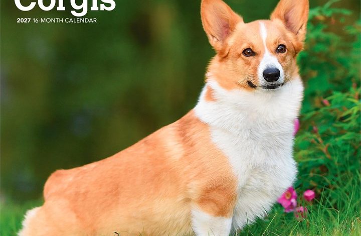 Pembroke Welsh Corgis Calendar 2027