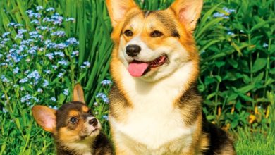Welsh Corgis Calendar 2027