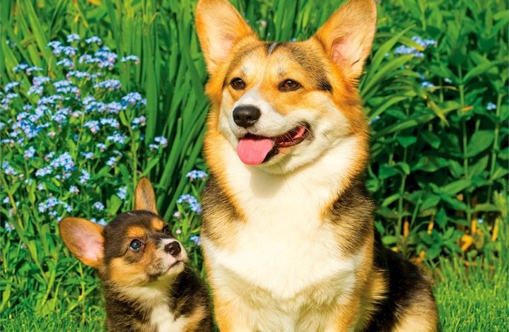 Welsh Corgis Calendar 2027
