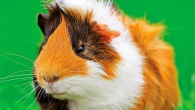 Guinea Pigs Calendar 2027