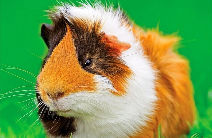 Guinea Pigs Calendar 2027