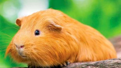 Guinea Pigs Mini Calendar 2027