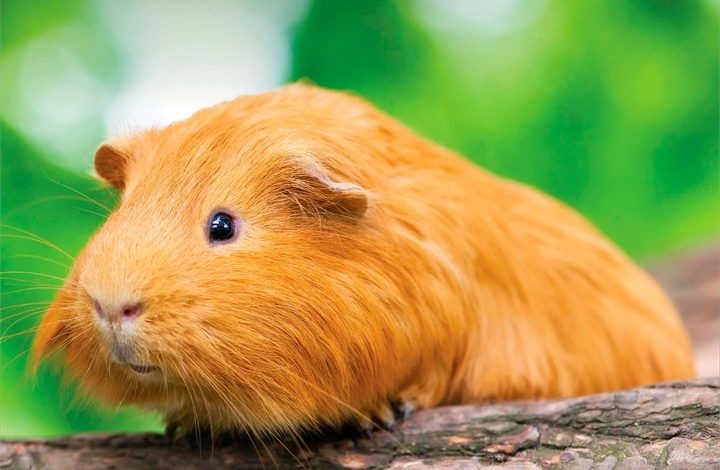 Guinea Pigs Mini Calendar 2027