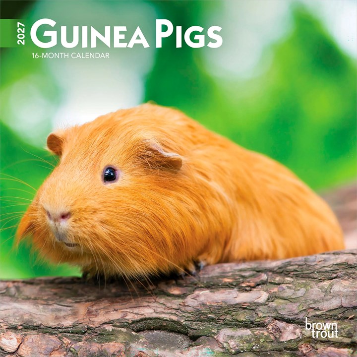 Guinea Pigs Mini Calendar 2027