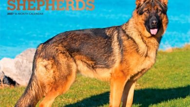 For The Love Of German Shepherds Deluxe Calendar 2027