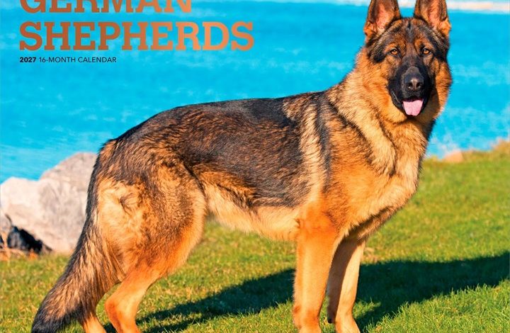 For The Love Of German Shepherds Deluxe Calendar 2027